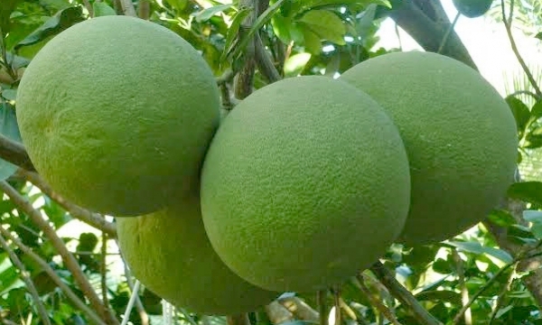 New Zealand considers welcoming Vietnam's lemon and grapefruit