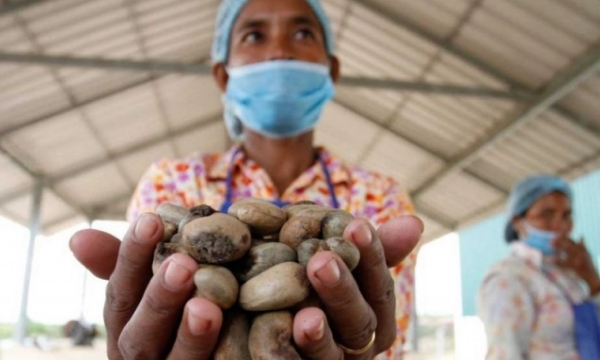 Vietnam's cashew nut imports mostly come from Cambodia