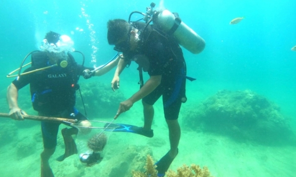 Collecting garbages and Crown-of-thorns starfish in response to World Oceans Day