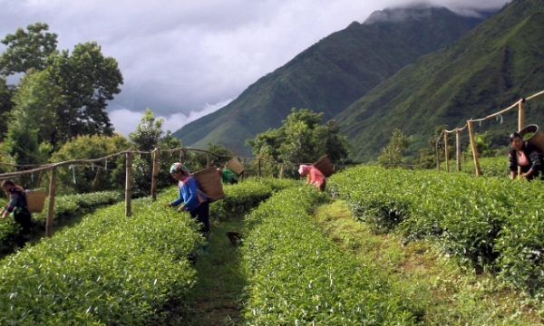 Lai Chau: Finding partners in exporting tea to the Middle East