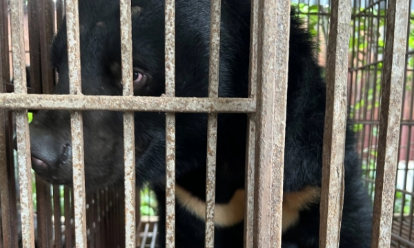 Rescuing a male bear individual named Moonlight in Hanoi