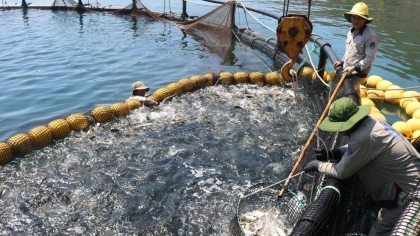 Assisting seafood businesses in combating IUU fishing