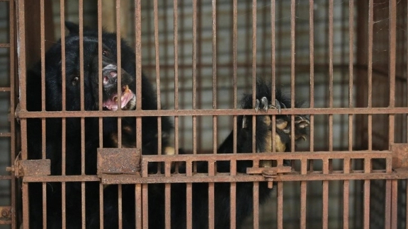 Rescuing 7 bears at the same time in Hanoi