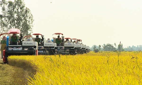 The Mekong Delta has shifted its basis in rice production