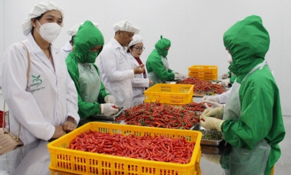 Processing vegetables following market signals