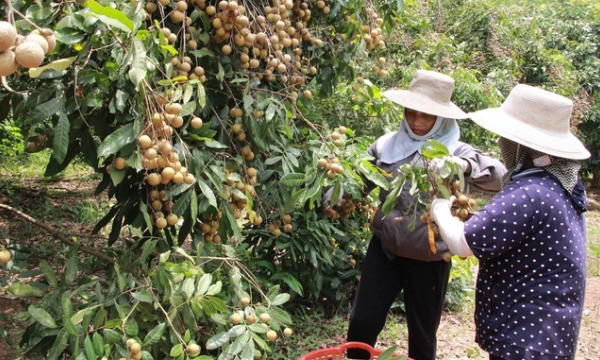 Bac Giang exports the first batch of fresh longan to Australia
