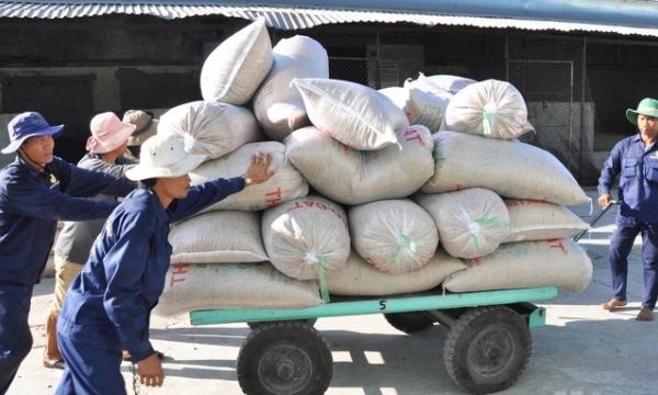 Mekong Delta: rice export with a low selling price