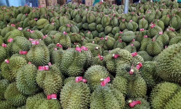 Mixed feelings about issuing the planting area code for durian