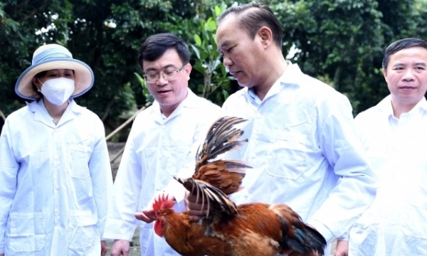 Gradually increase the proportion of poultry meat to 35%