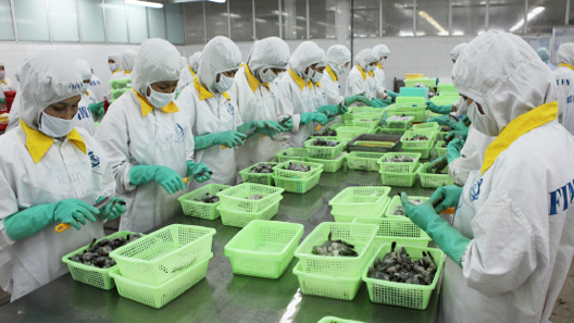 Soc Trang: Sao Ta expands export shrimp farming area