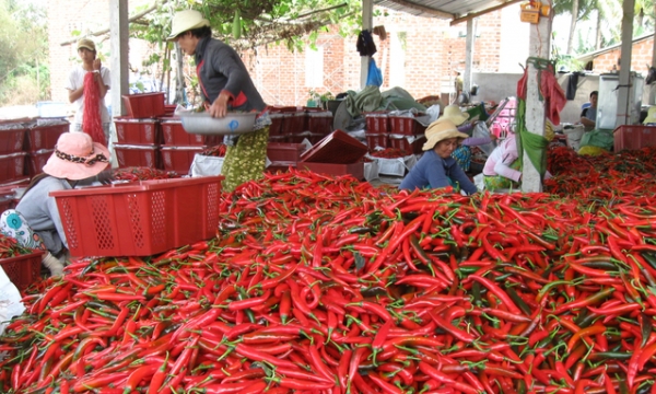Binh Dinh rushes to issue planting area codes for agro-products