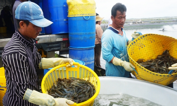 Soc Trang: Developing a large-scale high-tech shrimp farming area