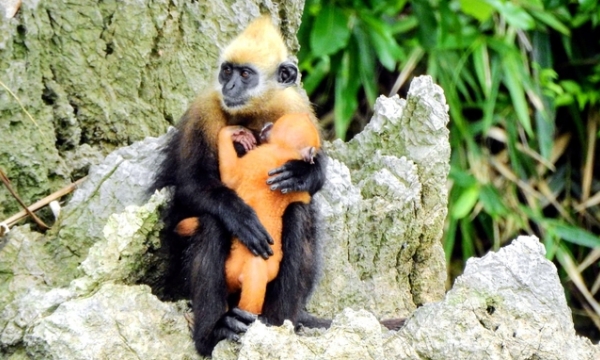 Challenges in the conservation of Cat Ba langur