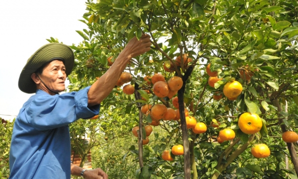 Expect a bountiful Lunar New Year's mandarin orange crop