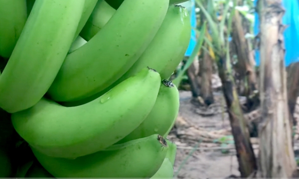 Banana exports surge thanks to high demand from China