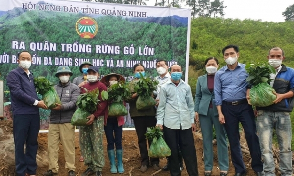Quang Ninh invests in wood processing, prioritizing export