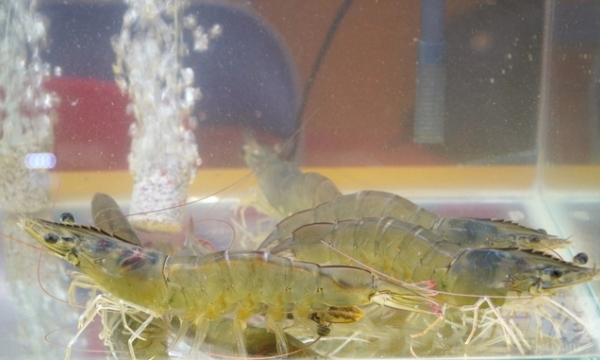 Finding the reason for the high production cost of Vietnamese shrimp