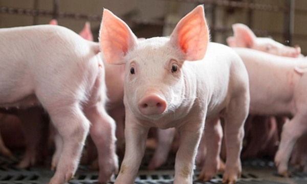 Live pork price on 05/09/2023: increasing by VND 2,000/kg in some locations