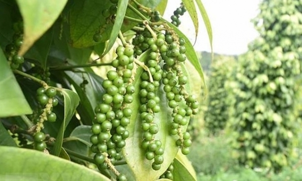Pepper price today 05/13/2023: reducing by VND 1,000/kg
