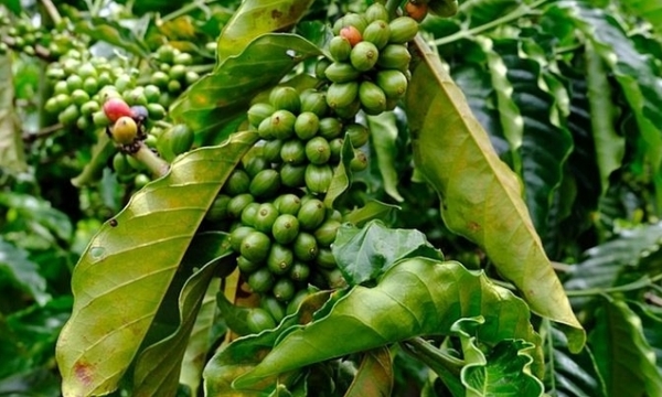 Coffee price on 05/14/2023: Strong increase, surpassing VND 55,000/kg
