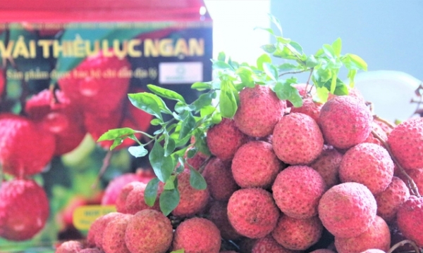 Central Retail commits to consuming 300 tons of Luc Ngan lychee