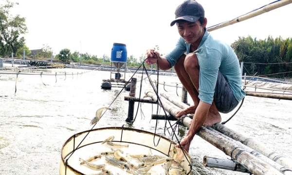 Responsible use of veterinary drugs in sustainable shrimp farming