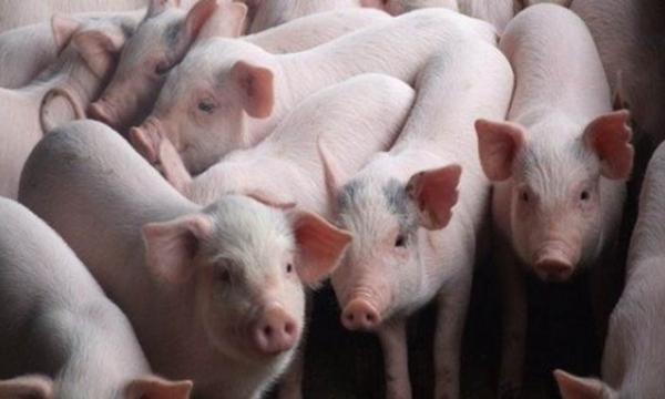 Live pork price on 06/11/2023: Slightly fluctuating this week