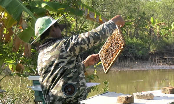 Mangrove beekeeping is more economical than aquaculture