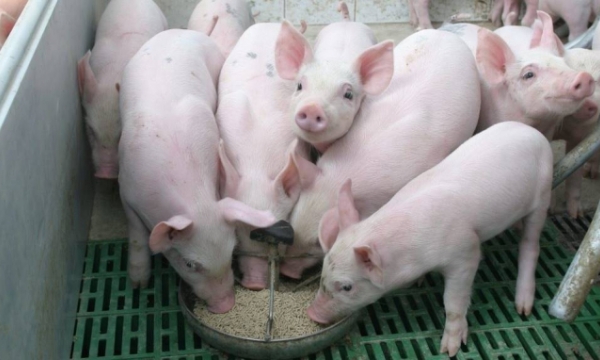 Live pork price on 08/2/2023: Discount by VND 1,000 - 2,000/kg
