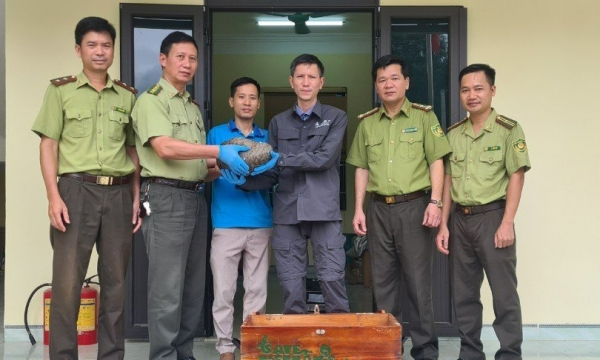 Cuc Phuong National Park successfully rescued 2 rare pangolins