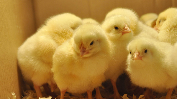 In 8 months, Vietnam imported about 2 million breeding chickens