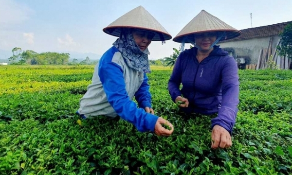 Hai Ha tea region and the lesson of easygoing