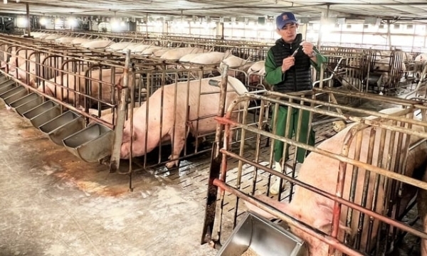 Farmers are not interested in the African swine fever vaccine