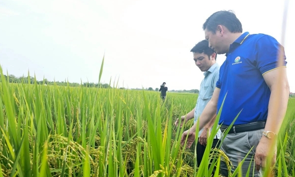 Biofertilizers and herbal medicine in growing organic rice