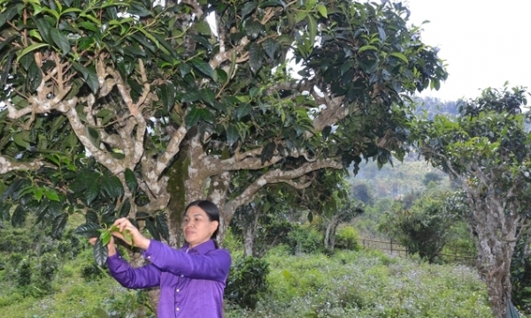 Urgent conservation of ancient Shan Tuyet tea trees