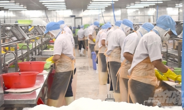 Pangasius overcoming the 'storm' of recession in its way