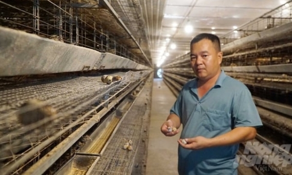 Exporting hundreds of thousands of quail eggs every day.
