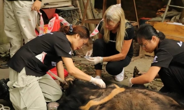 Rescue the last captive bear in Hai Duong