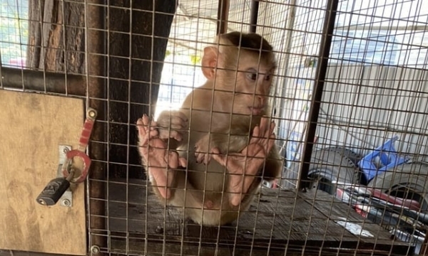 2 rare macaques were brought to Hoang Lien National Park