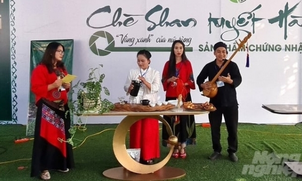 The Snowshan Tea Competition in Ha Giang