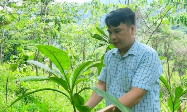 The great potential of medicinal plants in Bac Kan