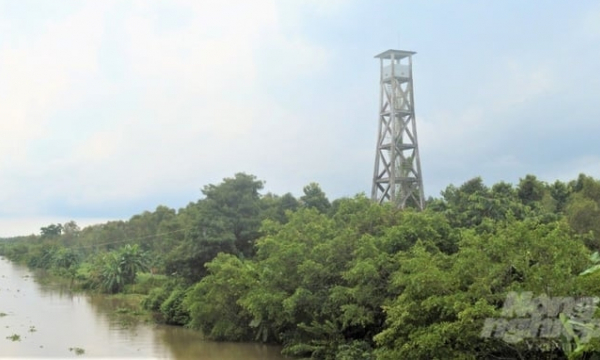 Hau Giang doubled its forest area after 20 years