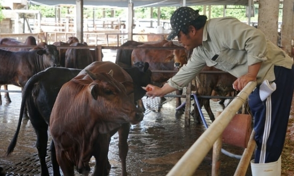Ho Chi Minh City built animal-disease-free areas and facilities