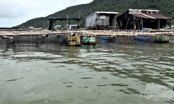 Kien Giang hopes Norway will support industrial marine farming