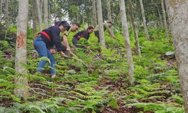 Northern provinces planted nearly 100 thousand ha of new forest