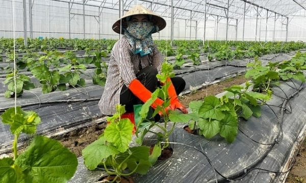 Vinh Long attracts investment in developing high-tech agriculture