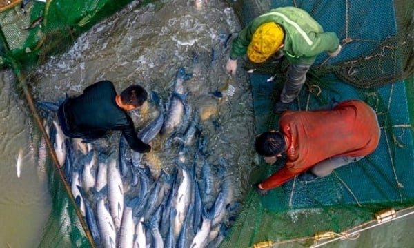 Awakening Hai Phong's export potential [Article 2]: Millions of USD from seafood exports remain