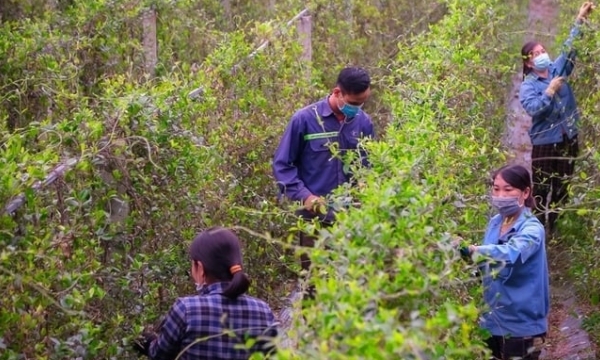 Medicinal plants with an unexploited potential in Nghe An