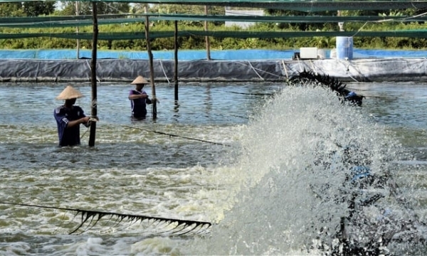 The irrigation system is 'taking' clean seawater from shrimp farms