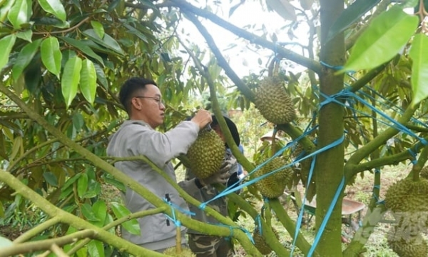 China spent nearly $ 2 billion on import of Vietnamese durian